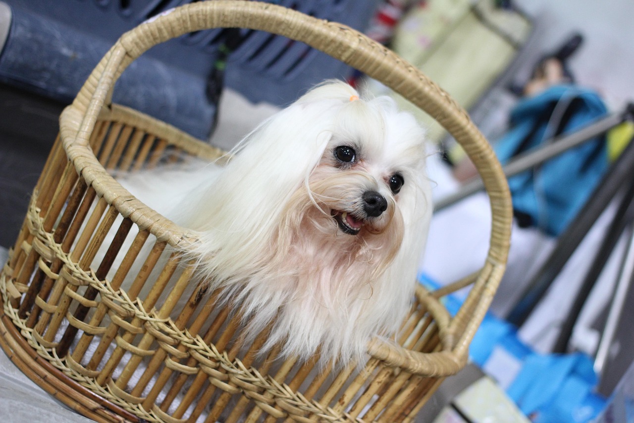 소형짐이사