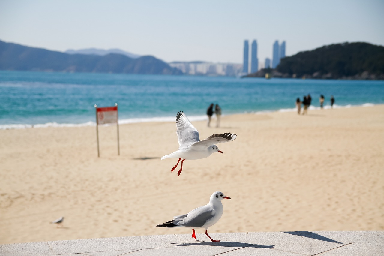 2025년 이사방향 남쪽 해운대 이삿짐센터